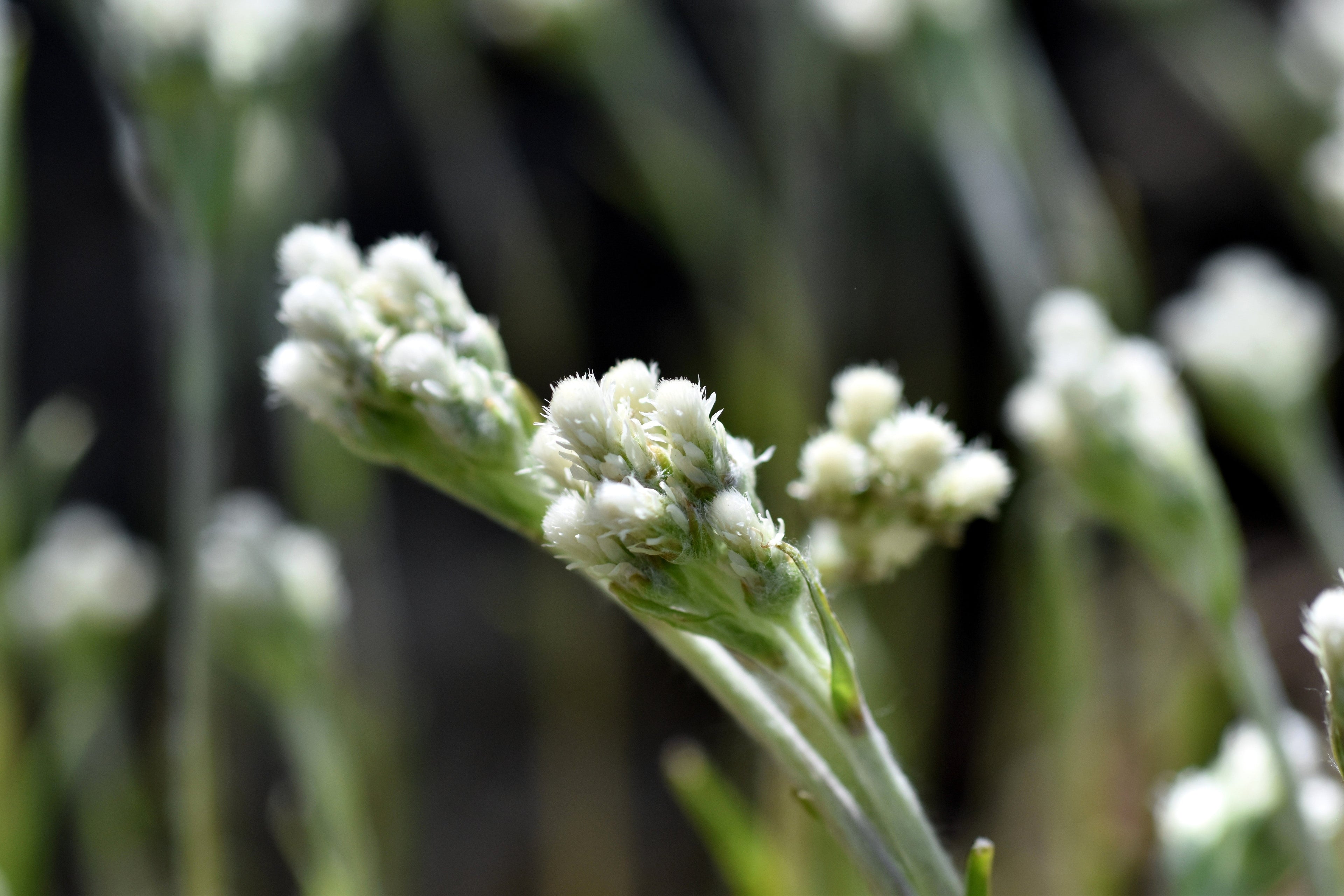 150 White PUSSYTOES Cats Paws Antennaria Plantaginifolia Flower Seeds