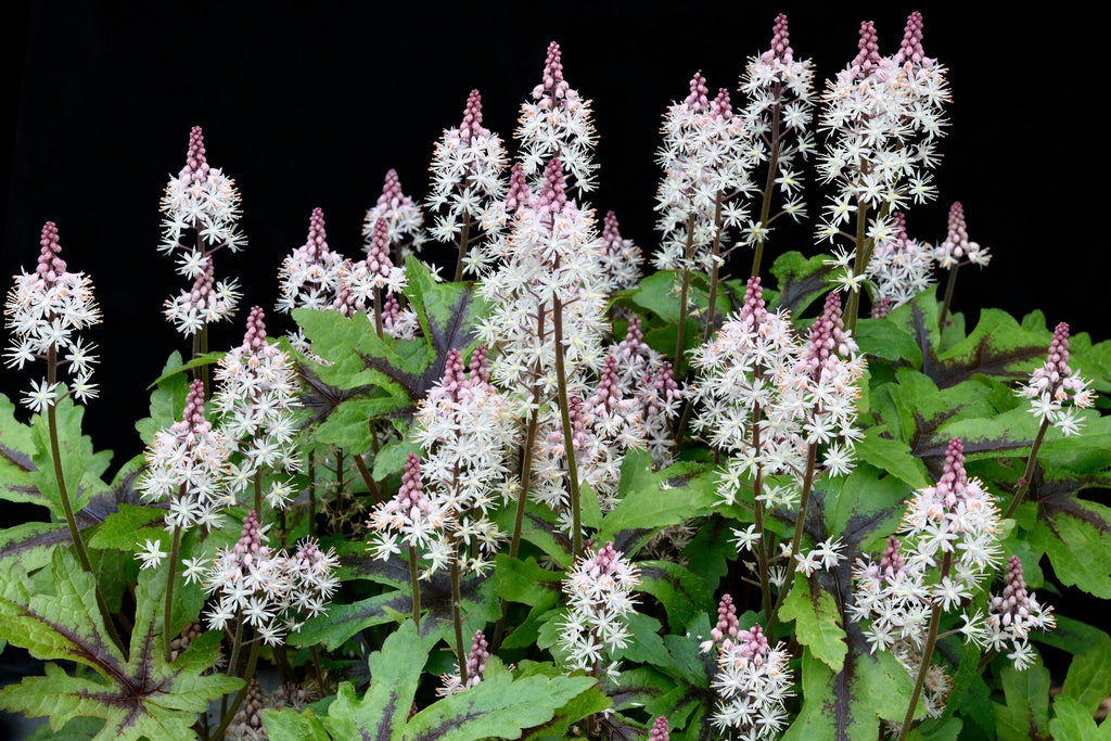 20 HEARTLEAF FOAMFLOWER White & Pink Tiarella Wherryi Coolwort Flower Seeds