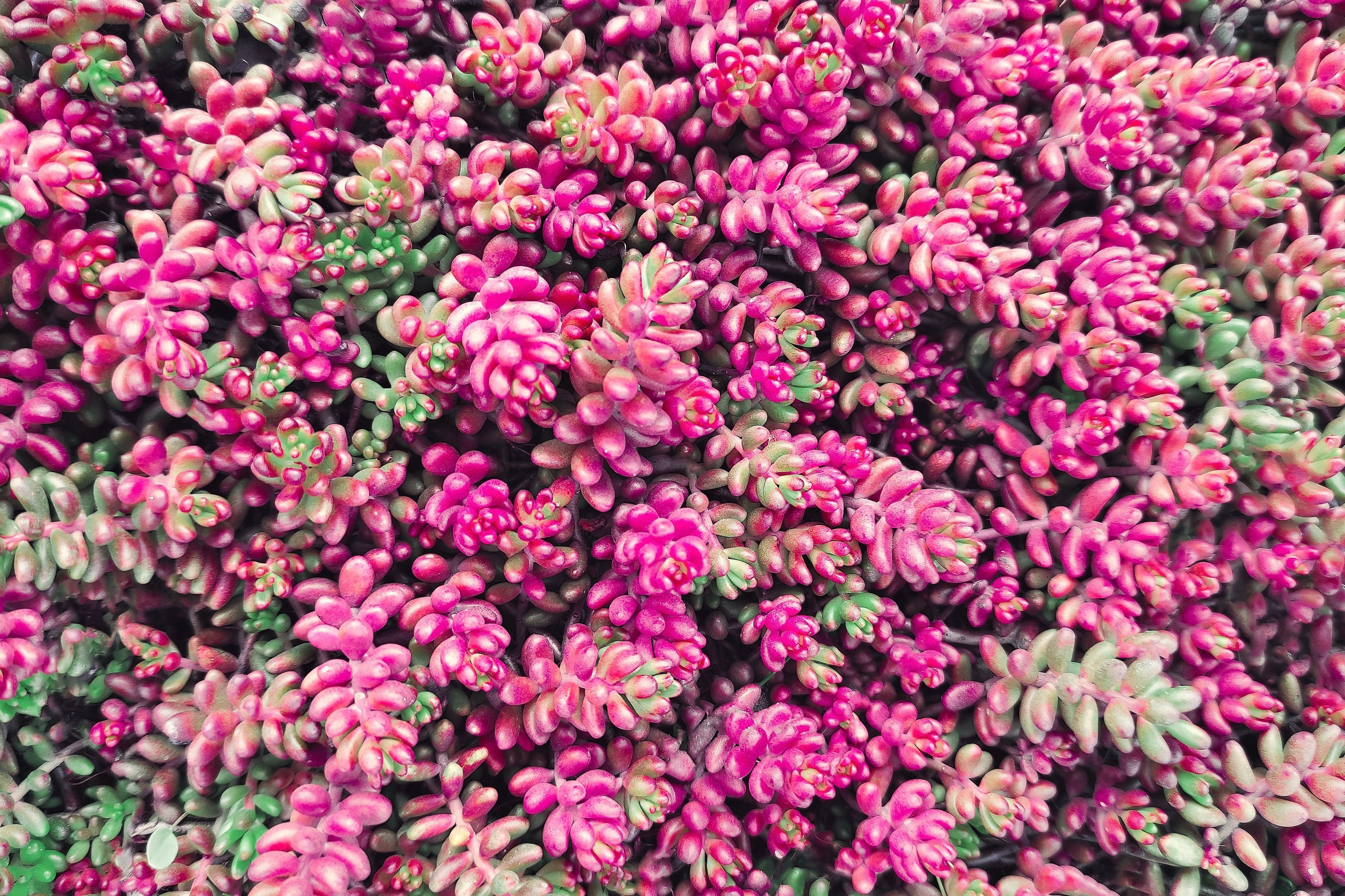 150 MIXED SEDUM Stonecrop Succulent Groundcover Red White Yellow Pink Purple Flower Seeds