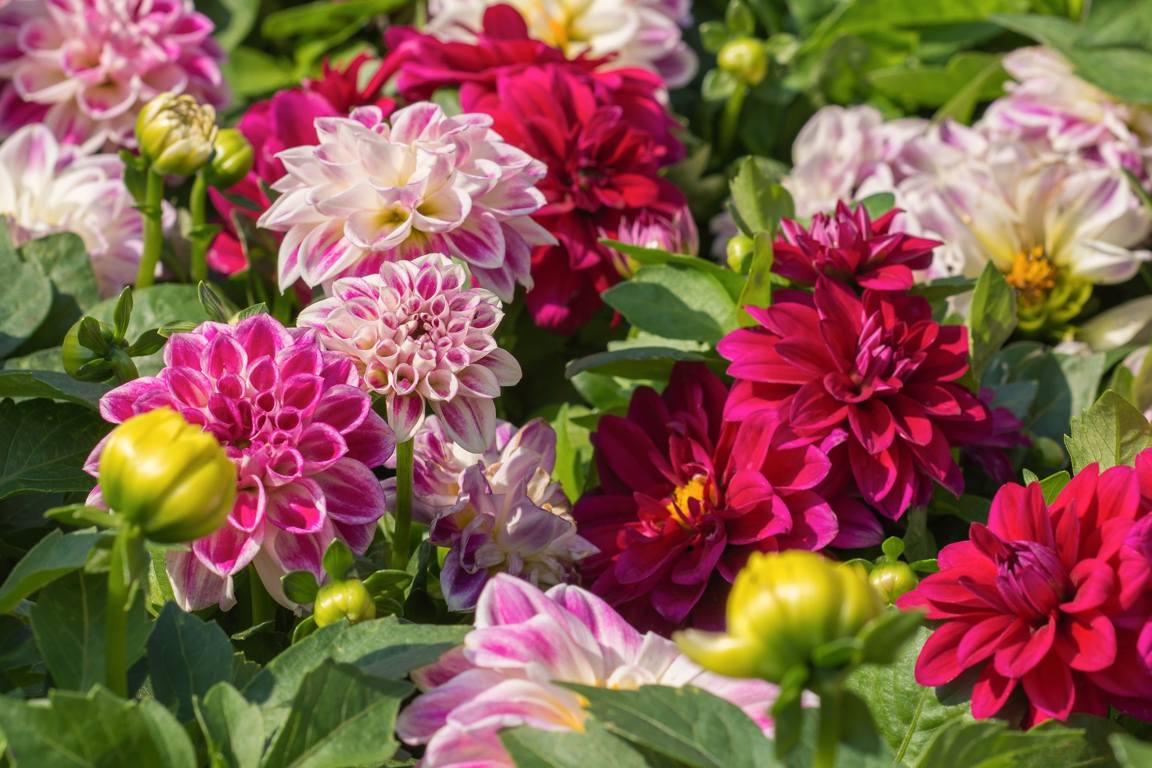 50 EARLY BIRD DAHLIA Mixed Colors Flower Seeds
