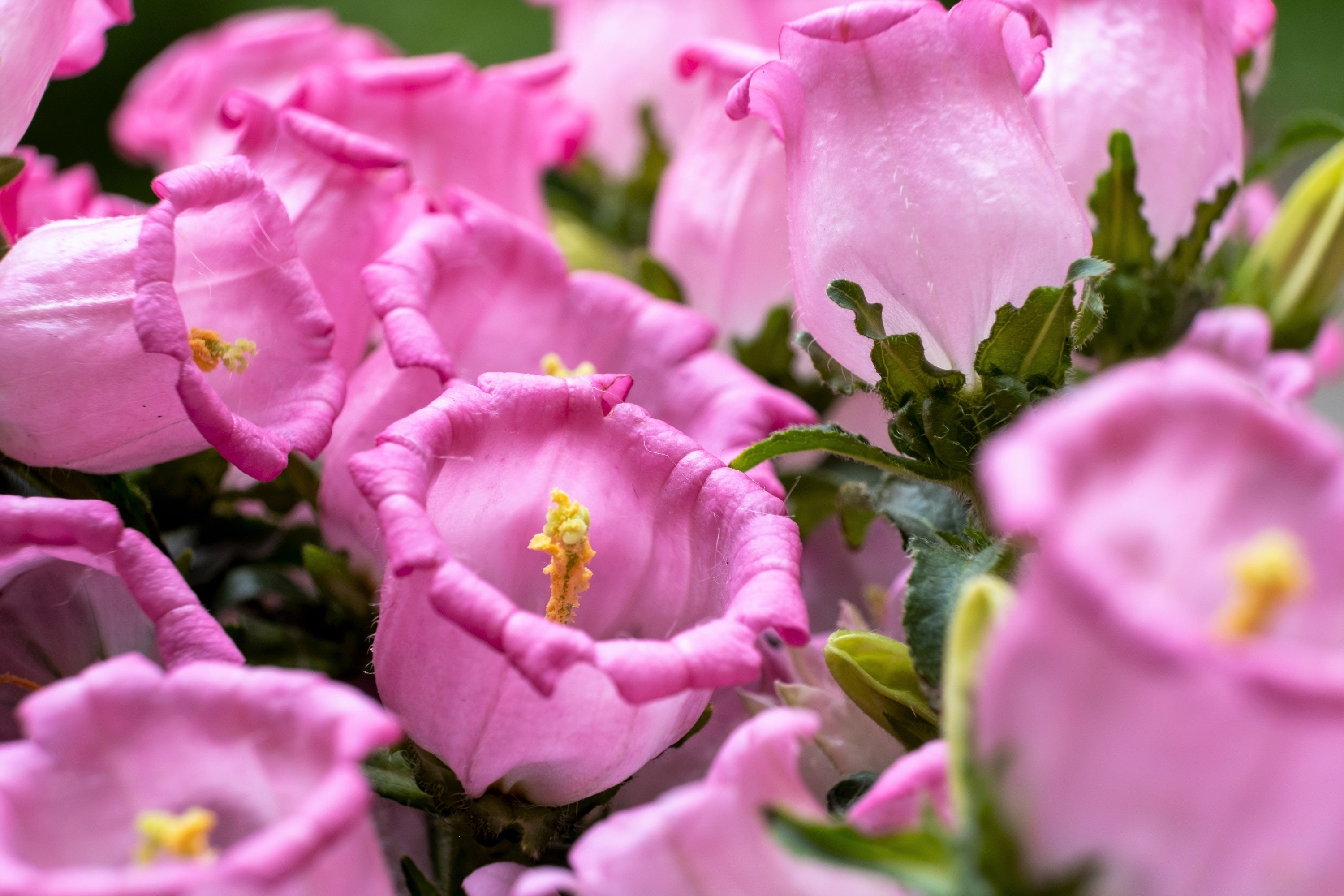 200 Rose Pink CANTERBURY BELLS - CAMPANULA Medium Flower Seeds