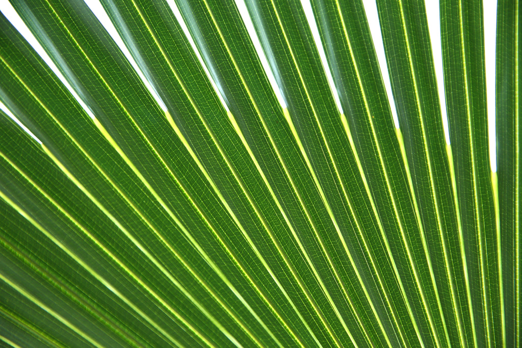 5 GREEN SAW PALMETTO Serenoa Repens American Dwarf Palm Tree Shrub Edible Fruit Sun or Shade Seeds