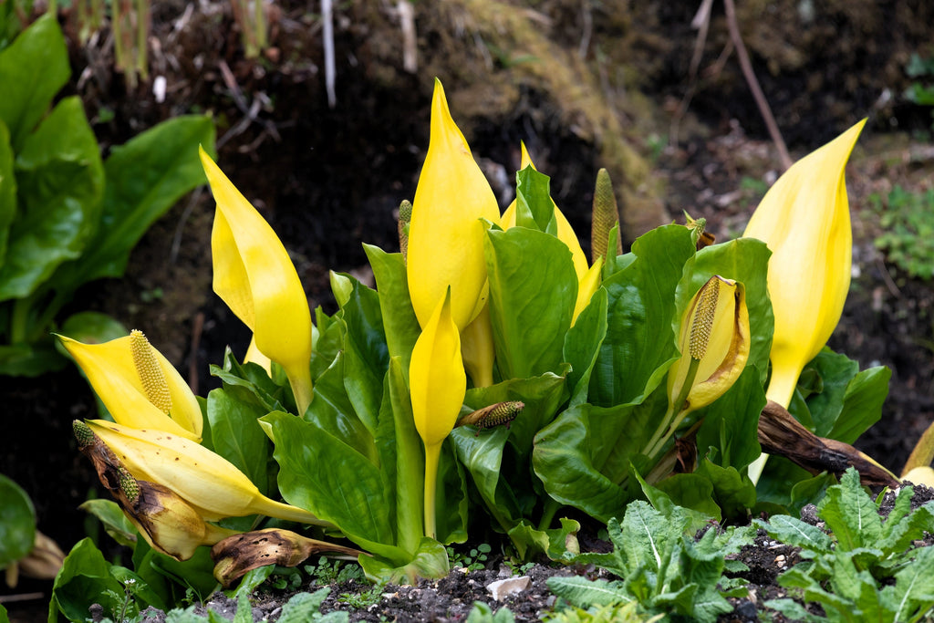 10 Yellow SWAMP LANTERN Moist Lysichiton Americanus Skunk Cabbage Flower Seeds