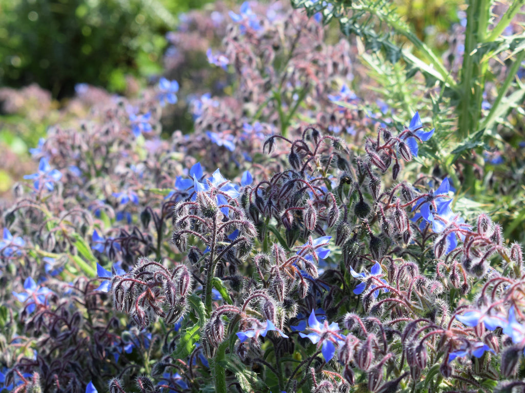 100 Blue Star BORAGE HERB Borago Officinalis Flower Seeds