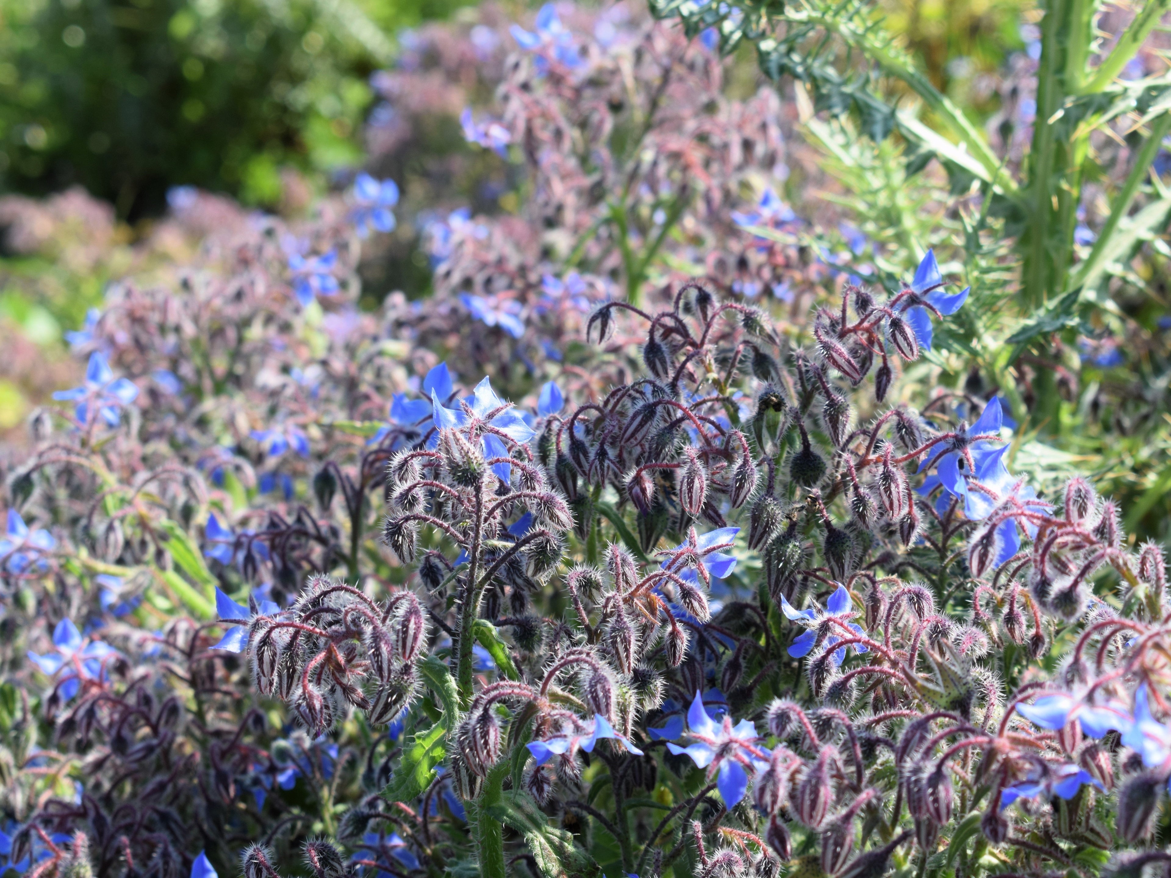 100 Blue Star BORAGE HERB Borago Officinalis Flower Seeds