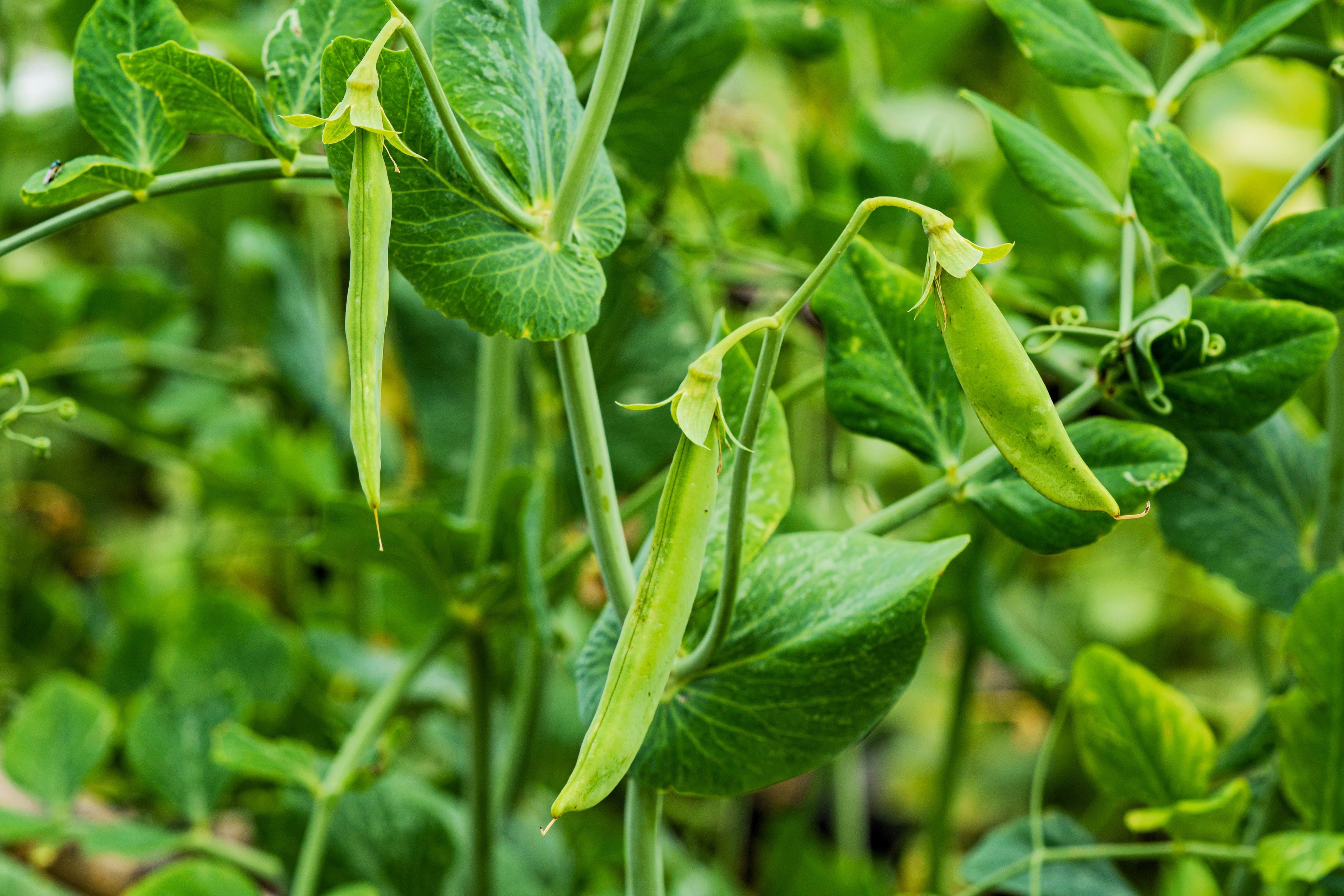 50 Mammoth MELTING SUGAR PEA Stringless Snow Pea Pisum Sativum Vegetable Seeds
