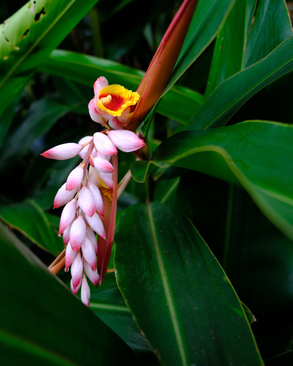 5 KAT GINGER Pink & Yellow Shell Alpinia Katsumadai Hayata Flower Herb Seeds