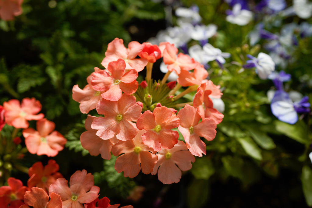 50 Dwarf APRICOT VERBENA Nana Compacta Fragrant Butterfly Flower Seeds