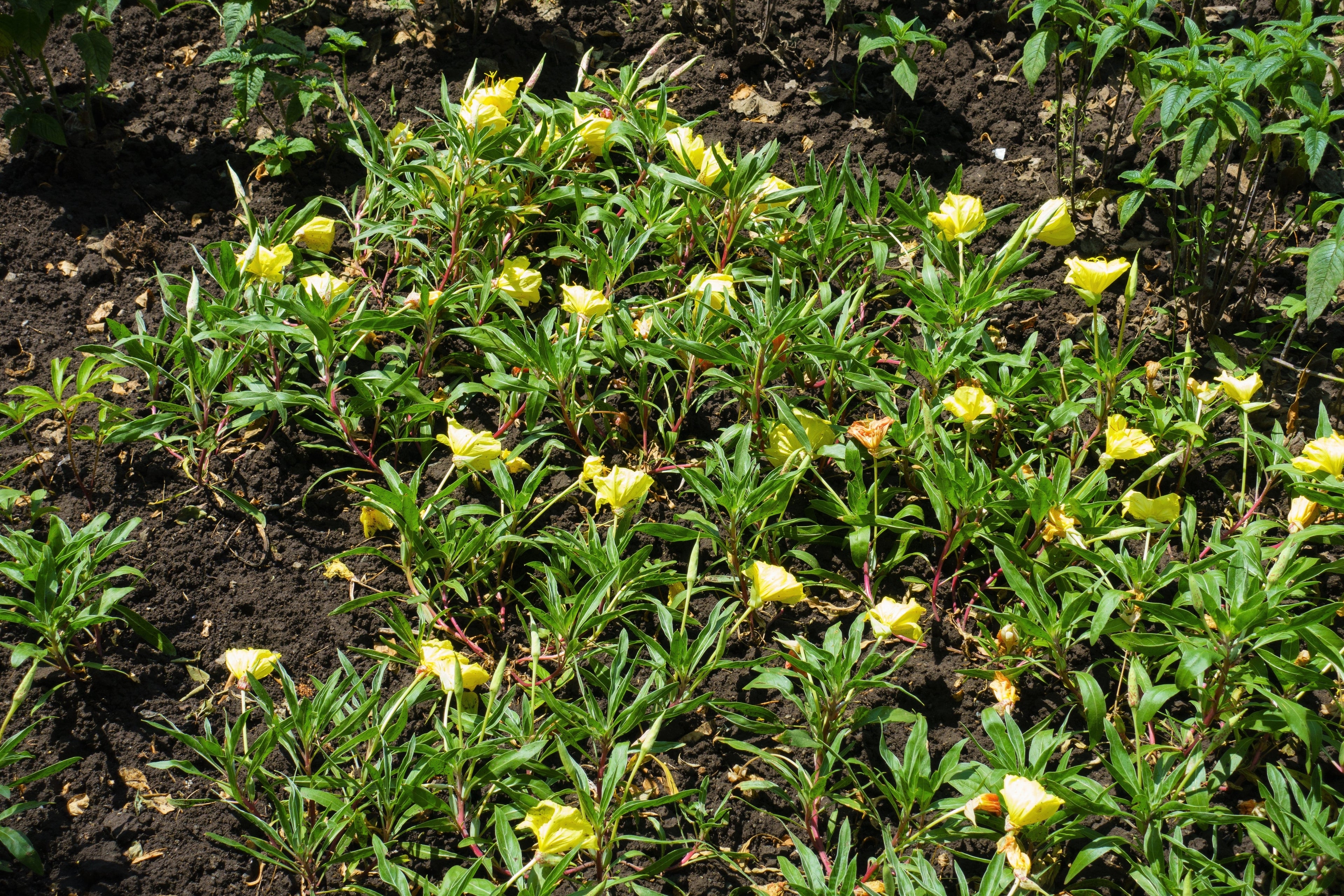 150 DWARF EVENING PRIMROSE ( Missouri Primrose / Ozark Sundrops ) Oenothera Macrocarpa syn. Missouriensis Native Yellow Flower Seeds