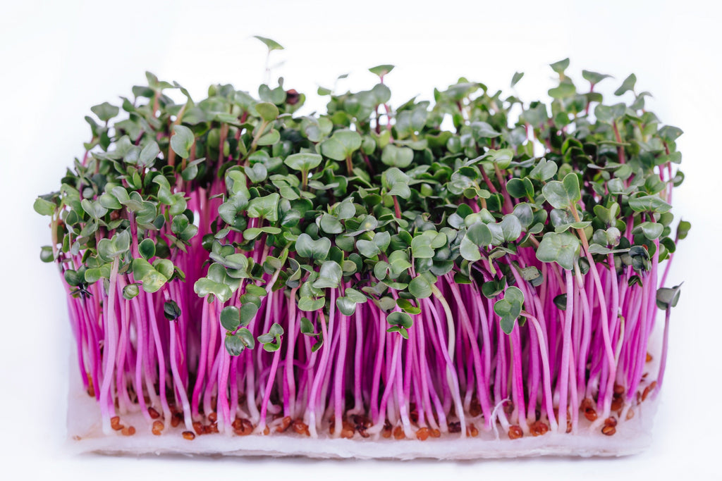 100 CHINA ROSE RADISH (Chinese Winter Radish) Raphanus Sativus Vegetable Seeds