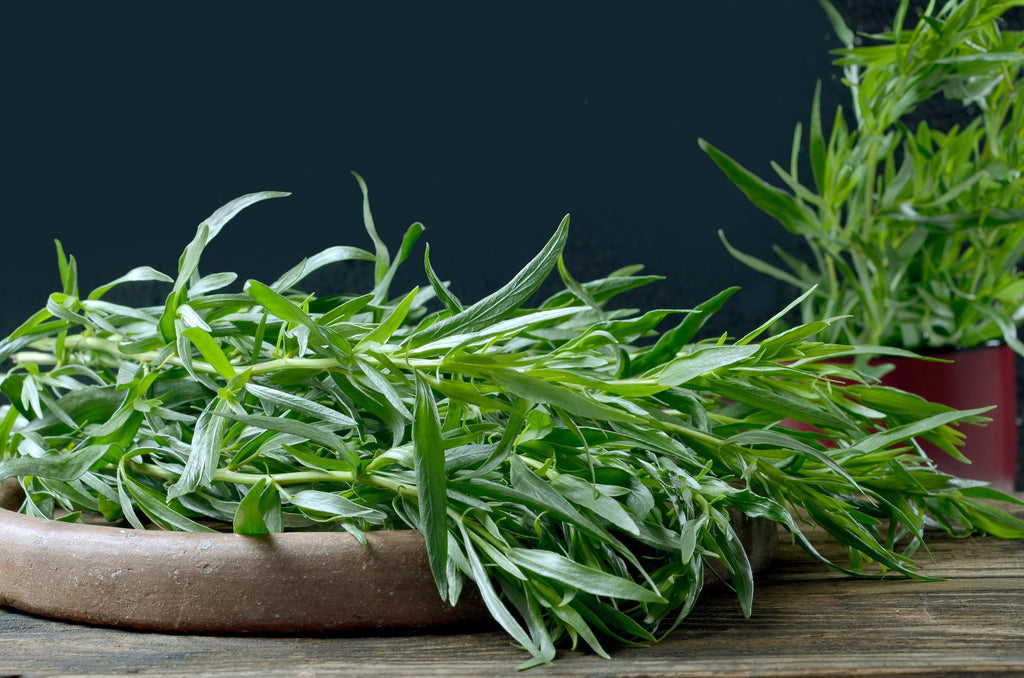 100 TARRAGON -  Kitchen / Common / Dragons Wort - Artemisia Dracunculus Flower Culinary Herb Seeds
