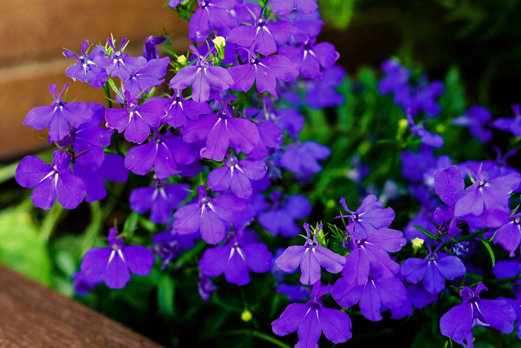 200 CRYSTAL PALACE LOBELIA Regatta Purple Blue Lobelia Erinus Flower Seeds