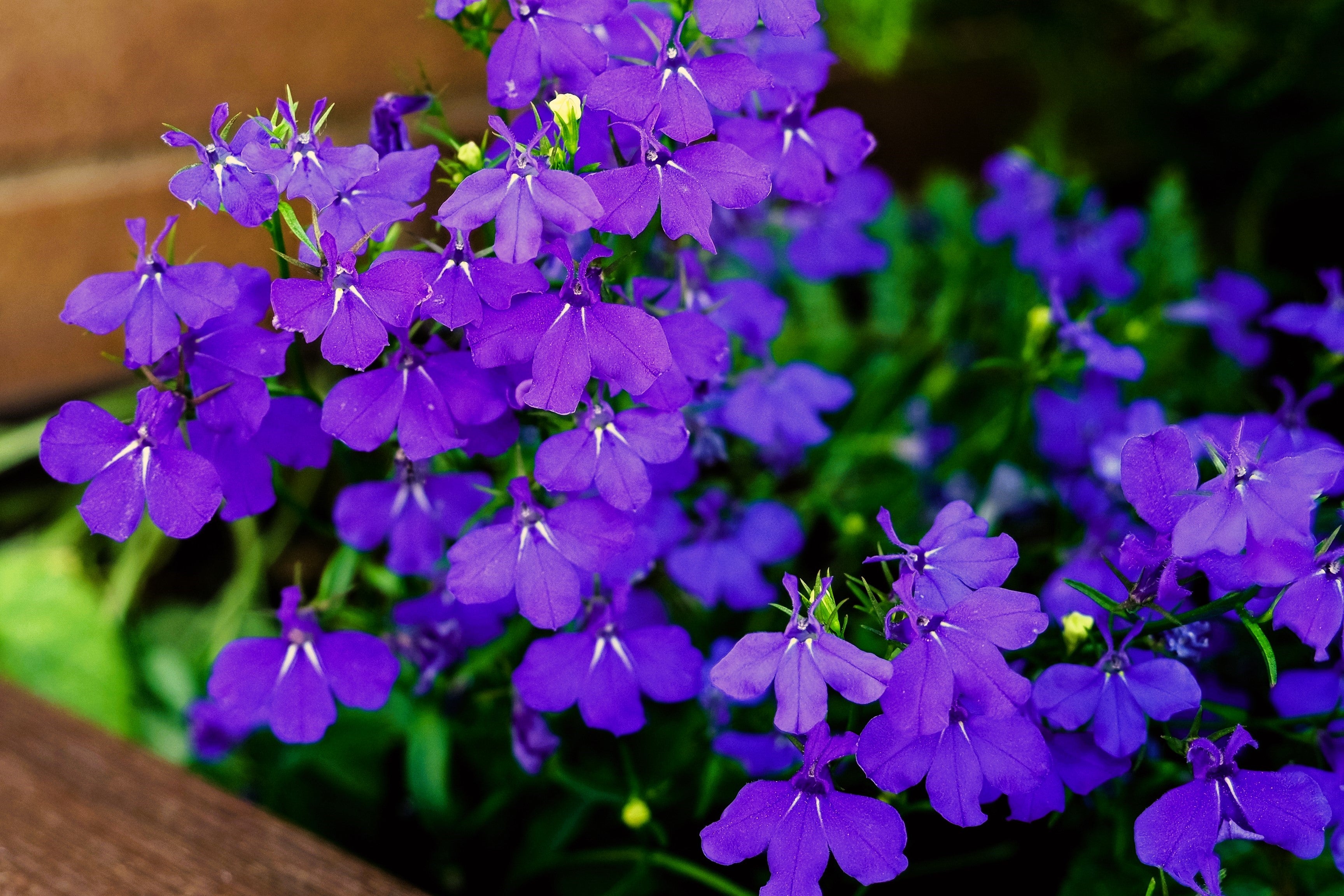 200 CRYSTAL PALACE LOBELIA Regatta Purple Blue Lobelia Erinus Flower Seeds