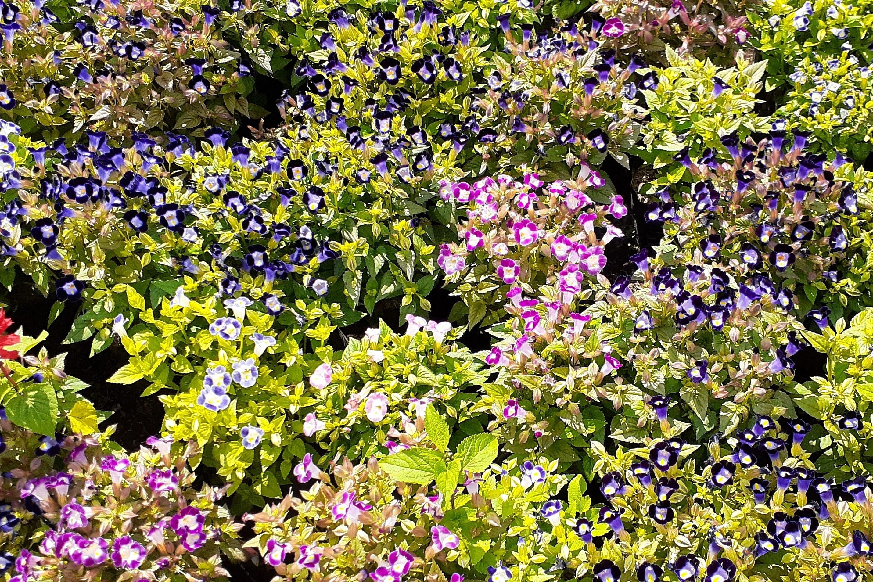 10 KAUAI MIX TORENIA Fournieri Sun or Shade Wishbone Flower Seeds - Mixed Colors 2 Tone Blue Red Pink