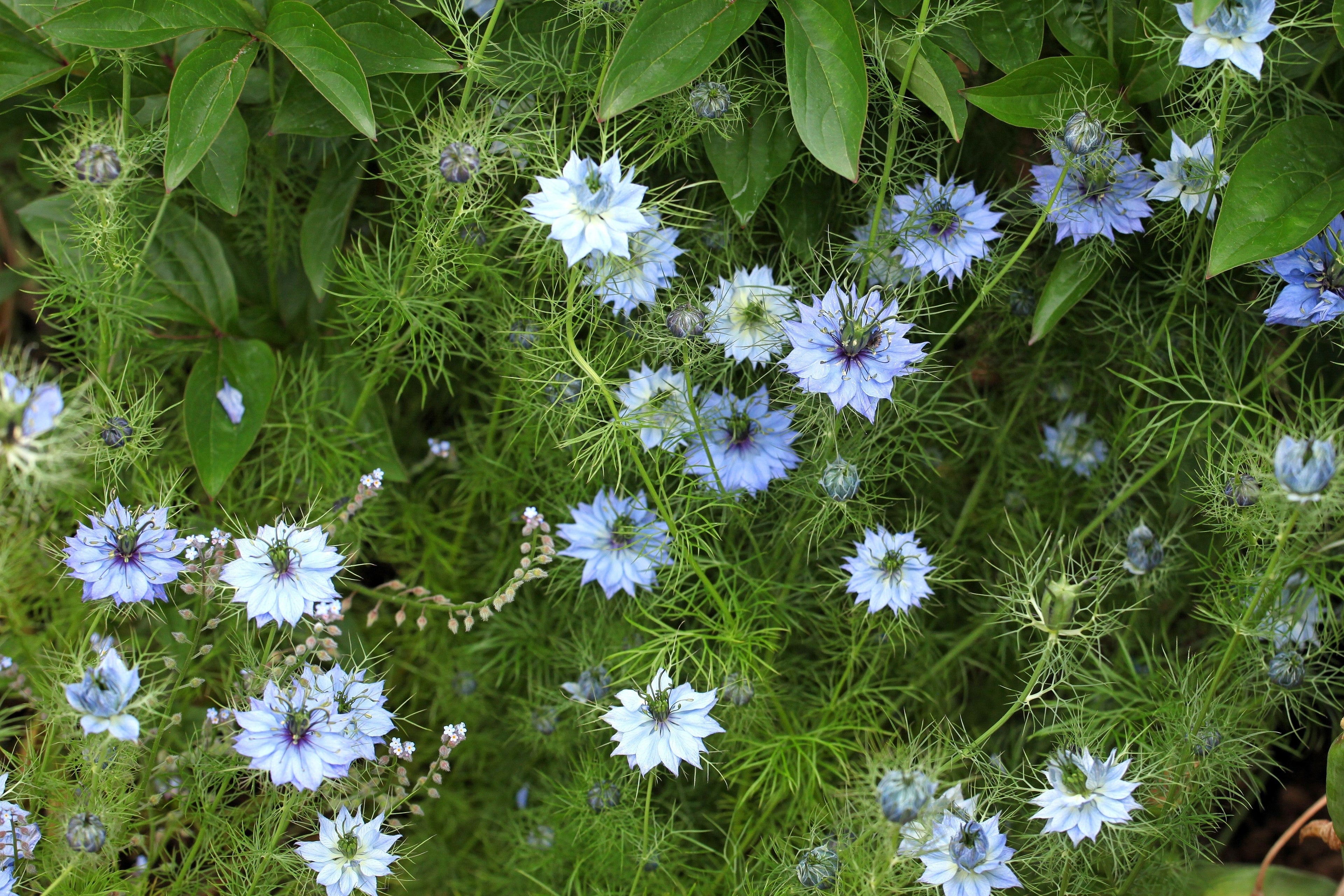 400 Blue & White LOVE IN A MIST Nigella Damascena Fennel Flower Seeds