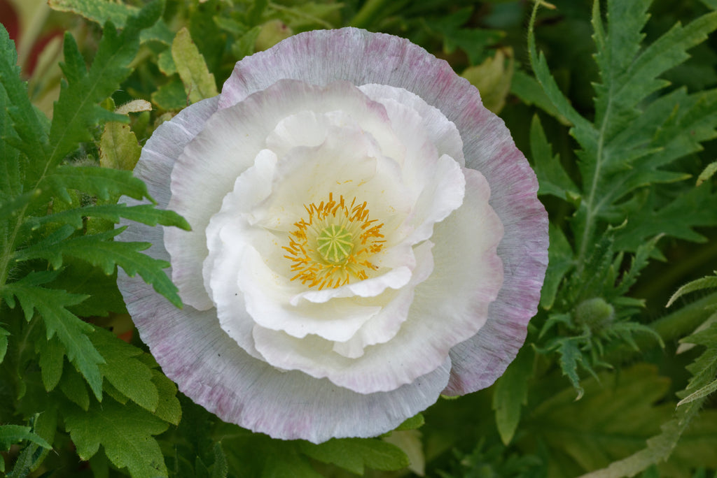 1000 Mixed Colors DOUBLE SHIRLEY POPPY Papaver Rhoeas Flower Seeds