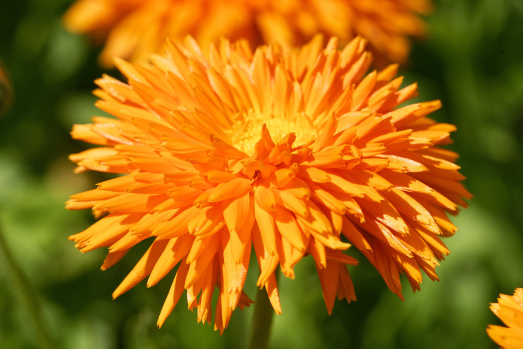 50 RADIO ENGLISH MARIGOLD Calendula Officinalis Orange & Yellow Pot Marigold Flower Seeds