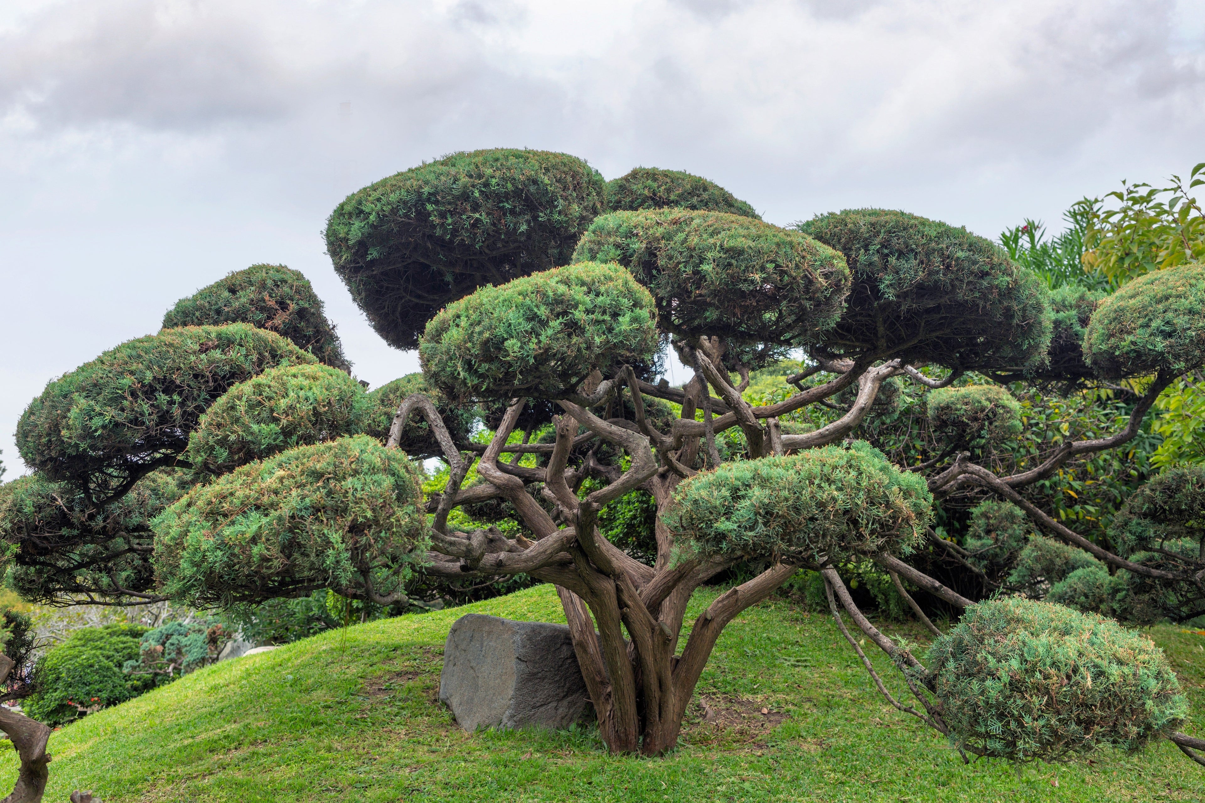 10 RED Japanese PINE TREE Korean Pinus Densiflora Evergreen Seeds