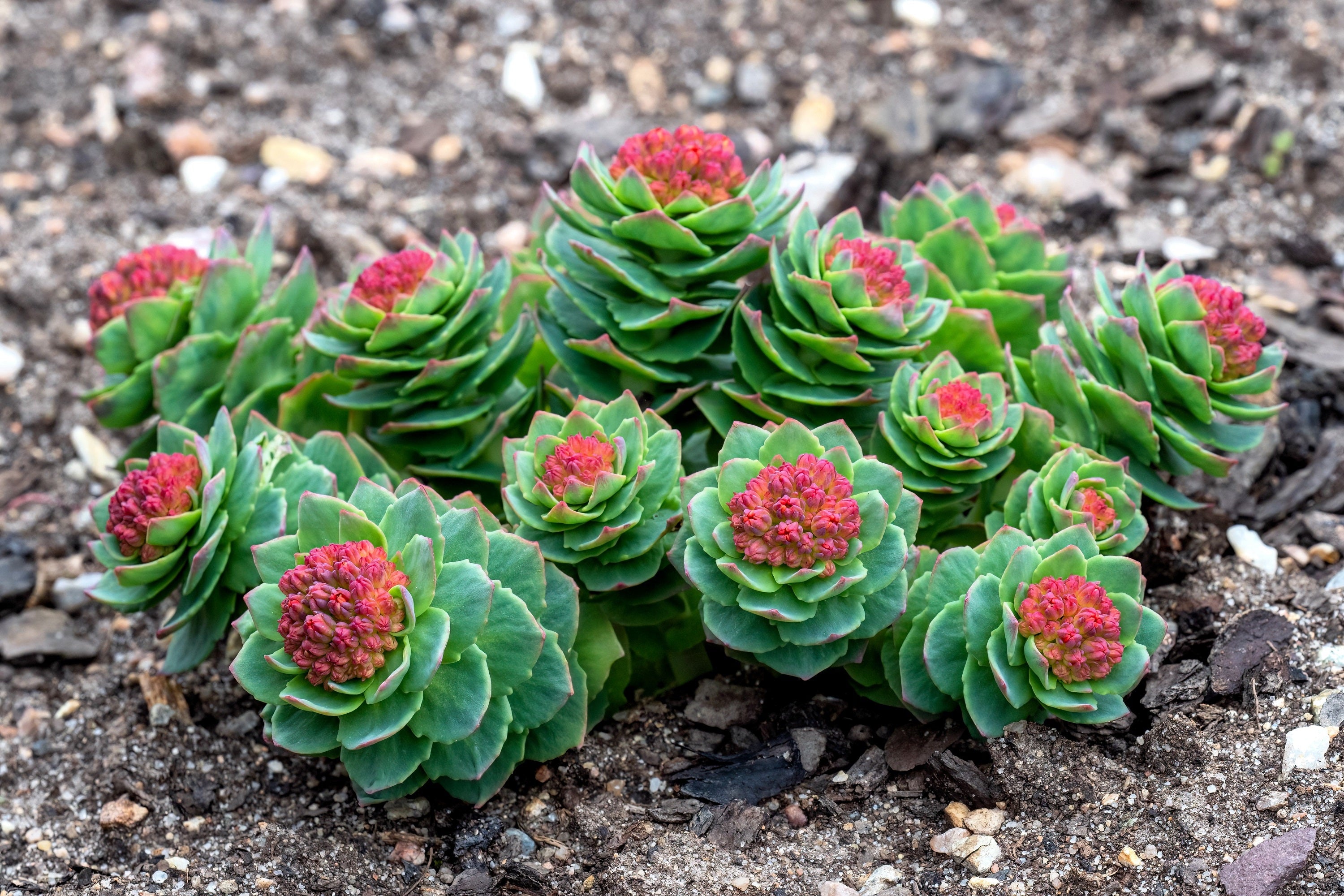 25 ROSEROOT STONECROP Golden Rose Root Sedum Rhodiola Rosea Yellow Succulent Flower Seeds