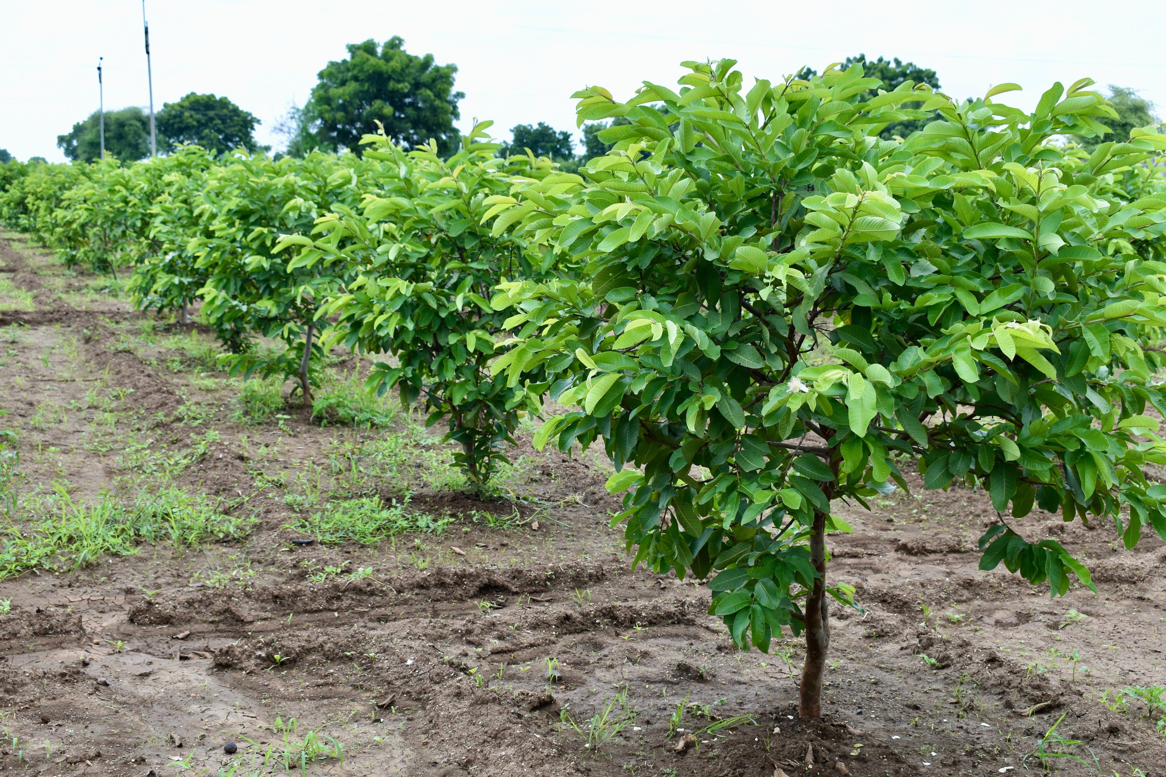 1000 BULK GUAVA Fruit Tree Shrub Psidium Guajava White Flowers Fruit Seeds