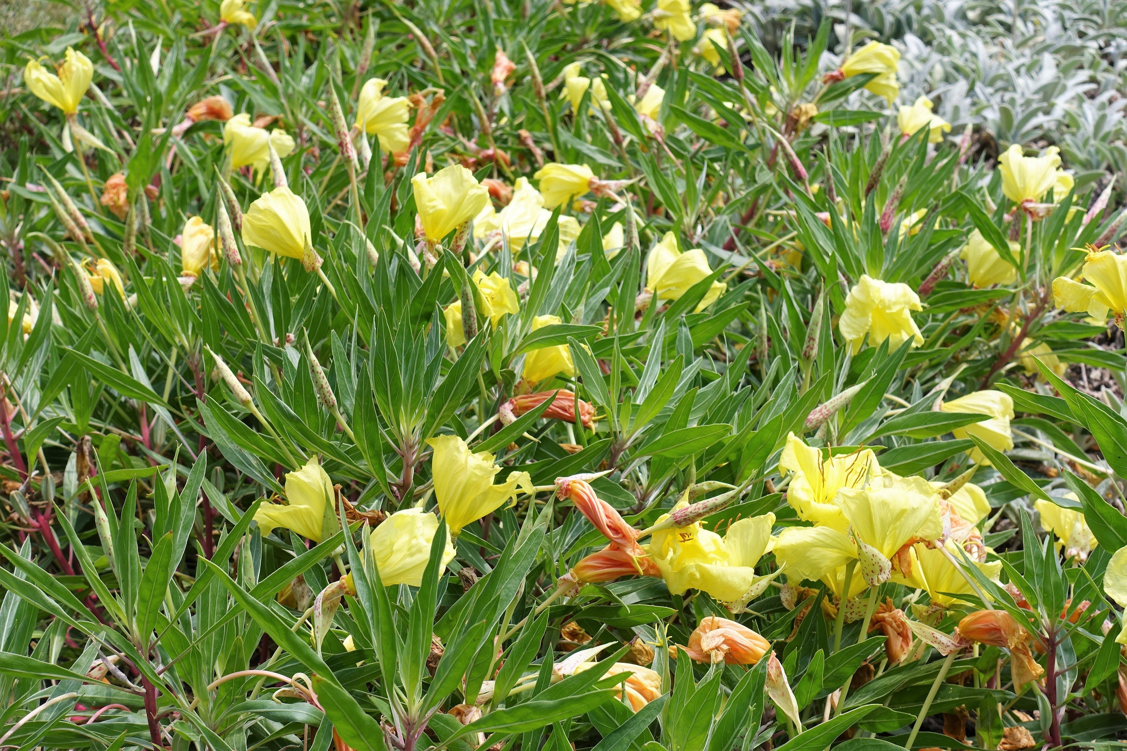 150 DWARF EVENING PRIMROSE ( Missouri Primrose / Ozark Sundrops ) Oenothera Macrocarpa syn. Missouriensis Native Yellow Flower Seeds