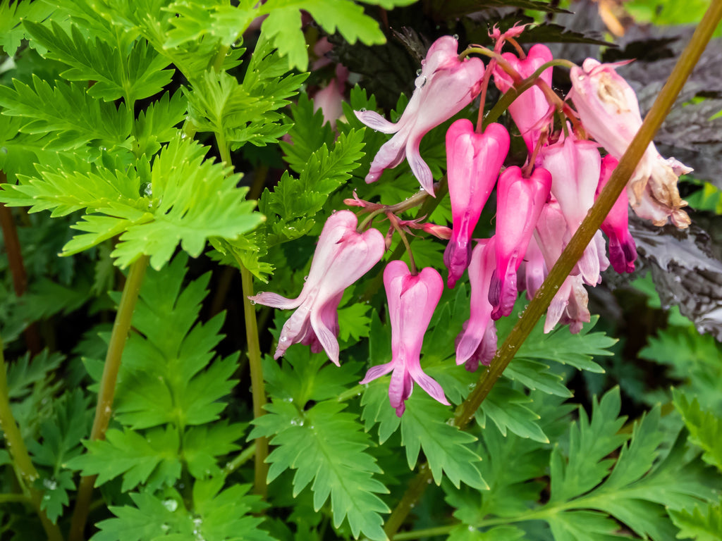 10 Pink FRINGED Fern Leaf BLEEDING HEART Dicentra Eximia Fernleaf Sun or Shade Flower Seeds