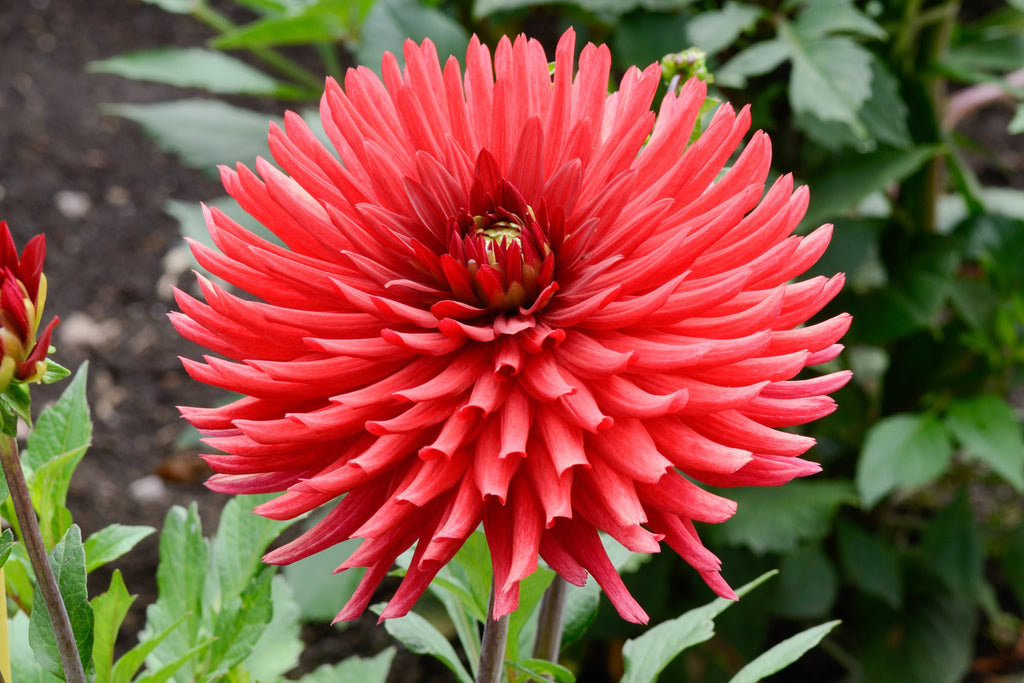25 CACTUS DOUBLE DAHLIA Mix Variabilis Mixed Colors Hummingbird Flower Seeds