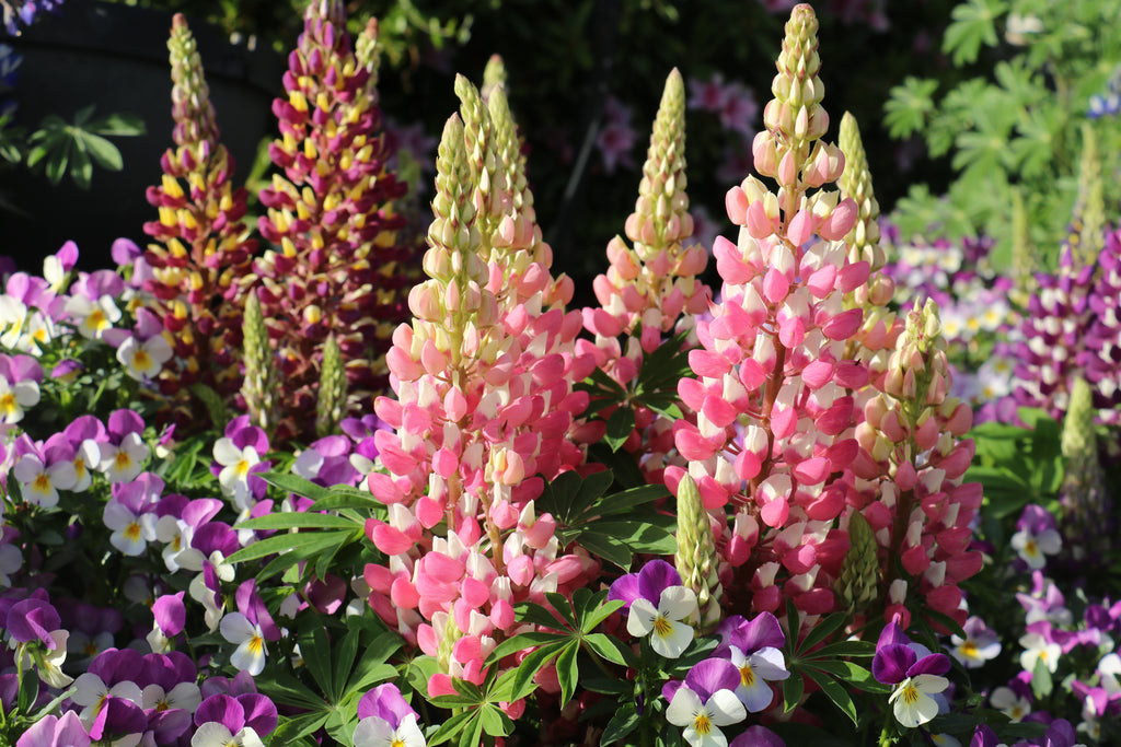 75 Mixed Colors RUSSELL LUPINE (Streamside, Bigleaf, Garden, or Washington Lupine) Lupinus Polyphyllus Flower Seeds
