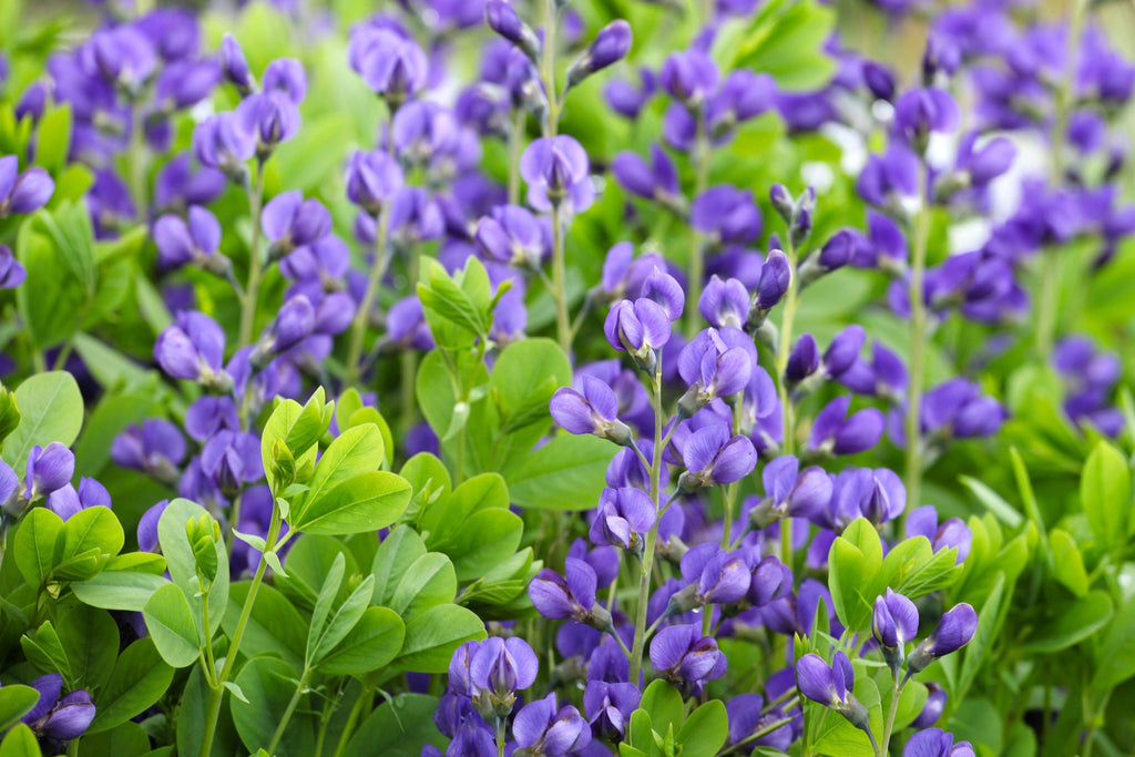 50 BLUE WILD INDIGO (False Indigo) Baptisia Australis Flower Seeds
