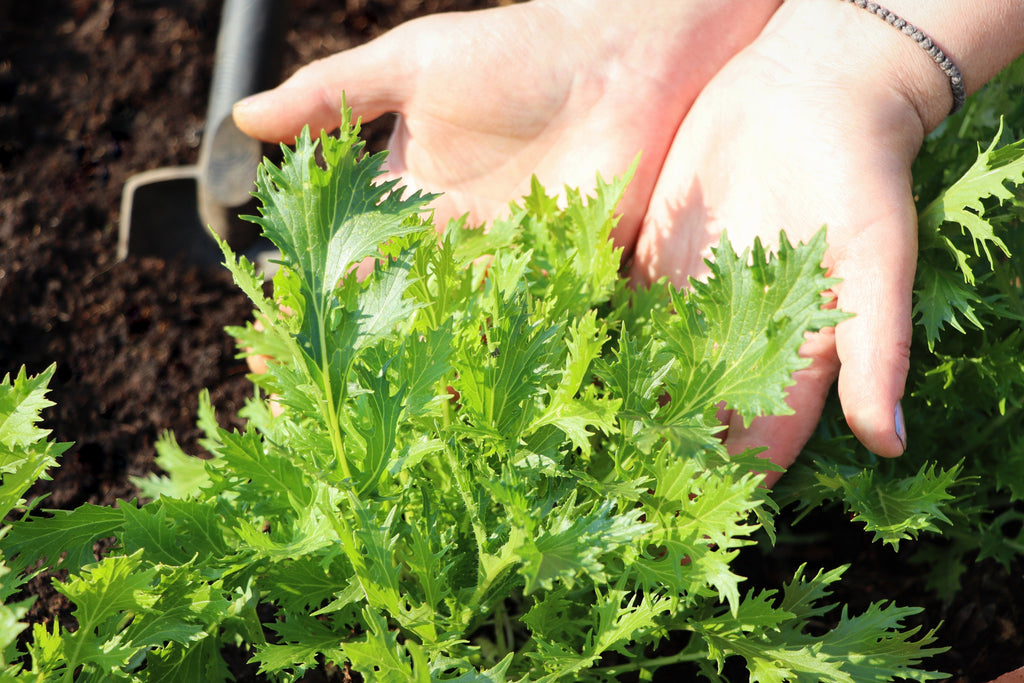 1000 GREEN MIZUNA MUSTARD Japanese Greens Brassica Juncea Herb Vegetable Seeds