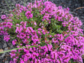 50 PAGODA MIX PRUNELLA Grandiflora Bigflower Selfheal Blue Pink etc Flower Seeds