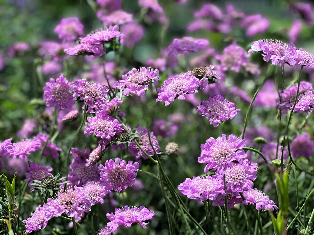 50 FINEST MIXED Colors SCABIOSA (Mourning Bride / Pin Cushion) Scabiosa Atropurpurea Flower Seeds