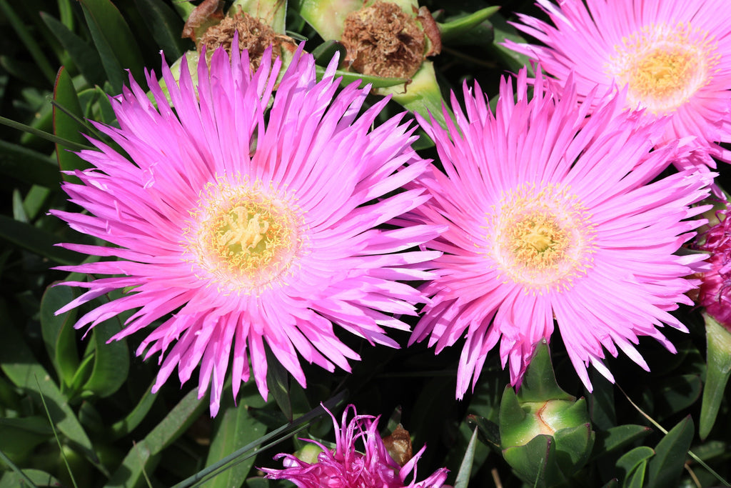 25 Table Mountain ICE PLANT Magenta Fuchsia Delosperma Cooperi Perennial Pink Carpet Flower Seeds