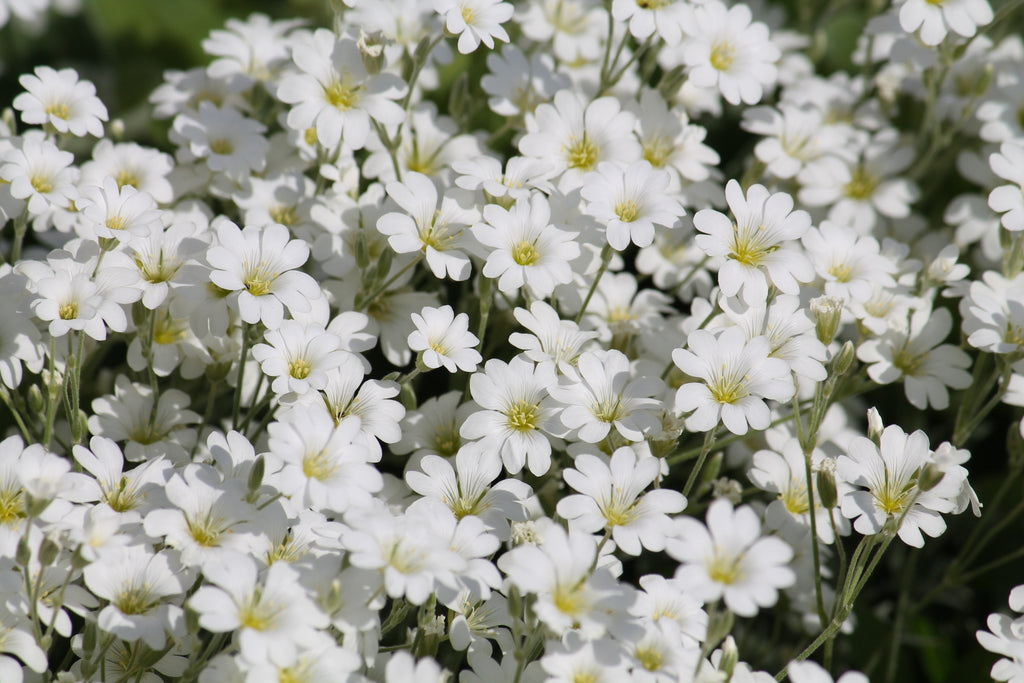 1500 SNOW IN SUMMER (Chickweed) Cerastium Biebersteinii Flower Seeds
