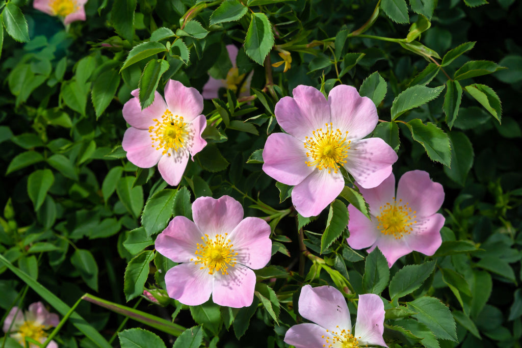 50 Thornless Pink DOG BRIER ROSE Bush Rosa Canina Inermis Victory Garden Fragrant Flower Seeds