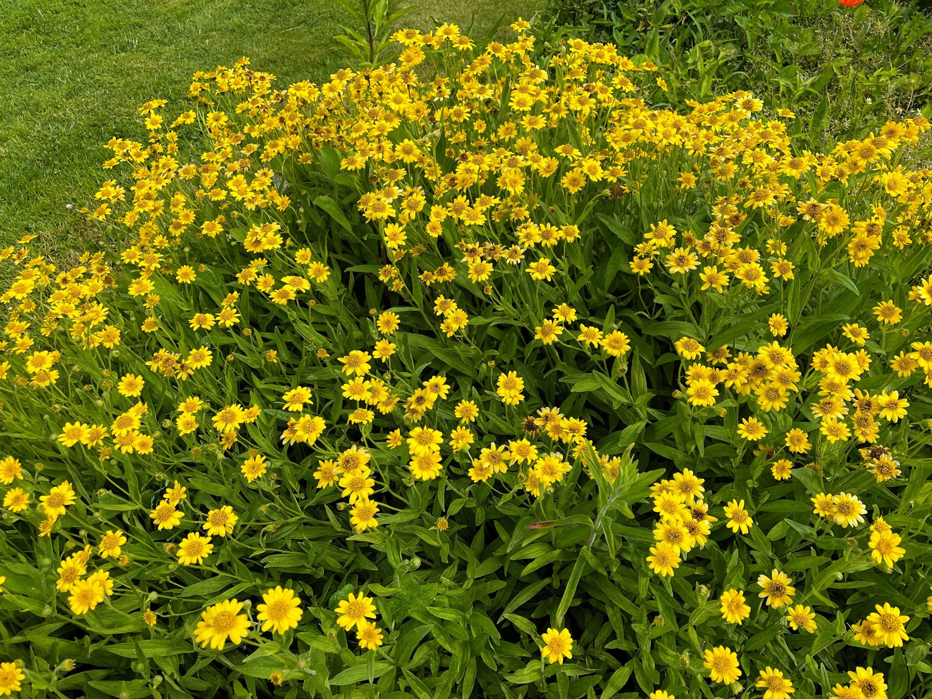 20 MEADOW ARNICA Chamissonis Silver American Native Yellow Flower Herb Seeds