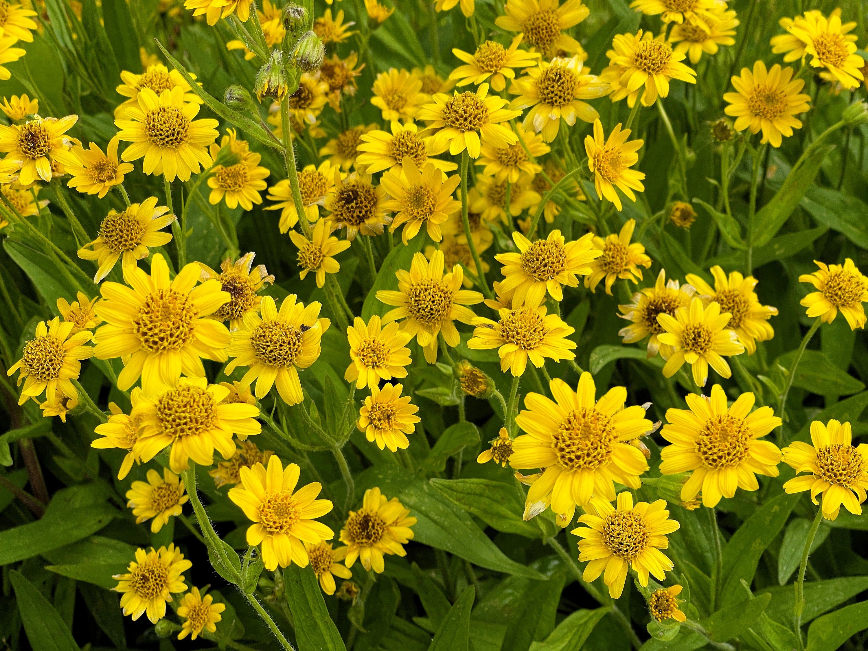 20 MEADOW ARNICA Chamissonis Silver American Native Yellow Flower Herb Seeds