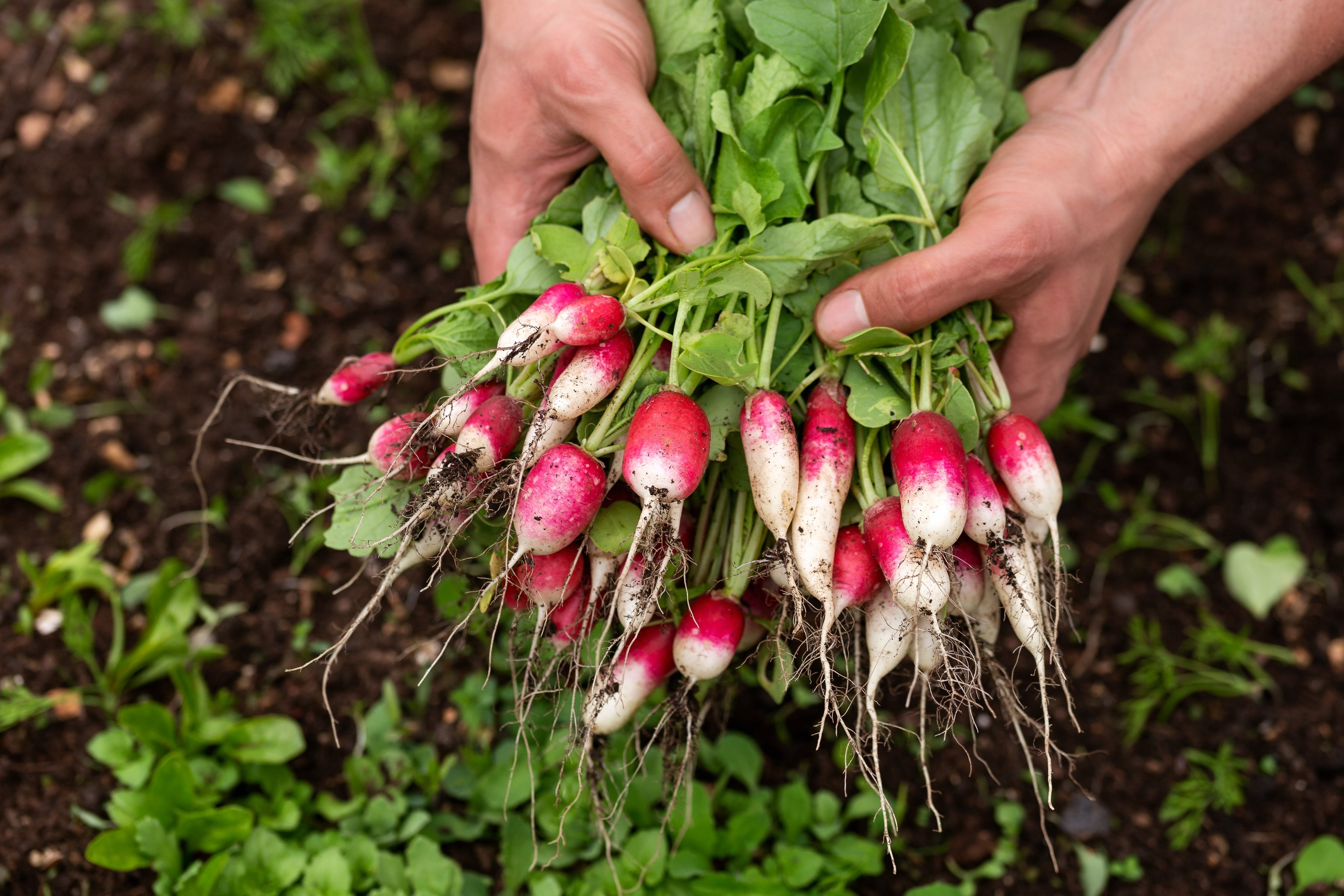 750 FRENCH BREAKFAST RADISH Raphanus Sativus Vegetable Seeds