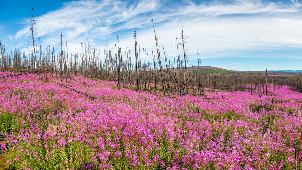 300 FIREWEED / ROSEBAY (Great Willowherb) Epilobium Angustifolium Flower Seeds