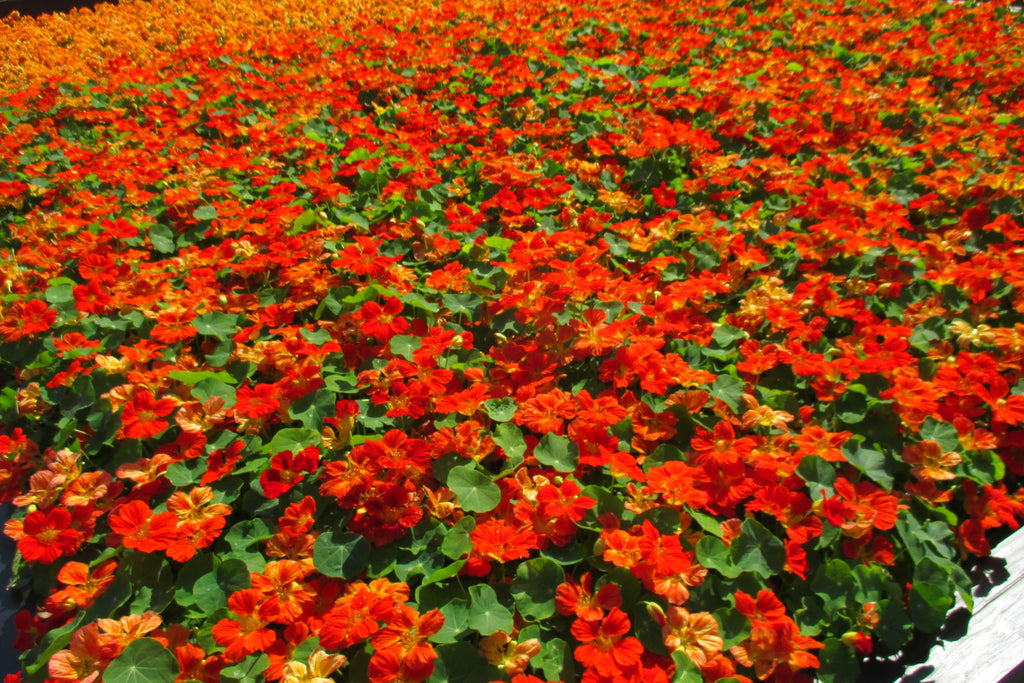 25 Dwarf RED EMPRESS NASTURTIUM Tropaeolum Majus Nanum Hummingbird Flower Seeds