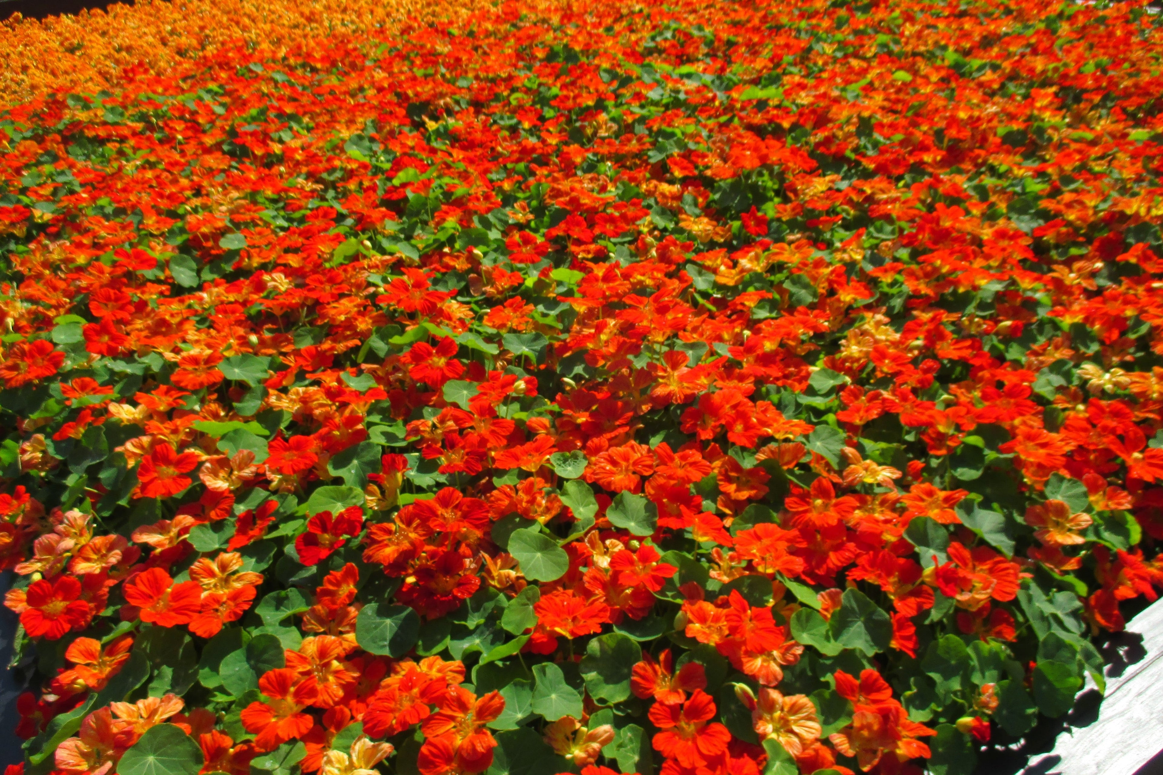 25 Dwarf RED EMPRESS NASTURTIUM Tropaeolum Majus Nanum Hummingbird Flower Seeds