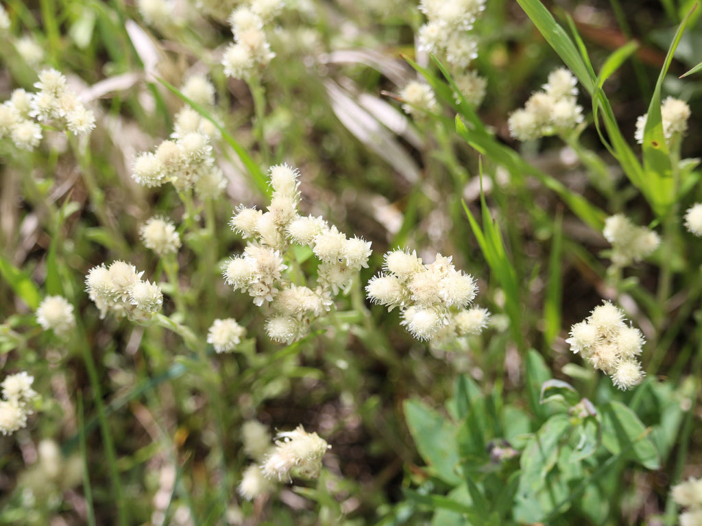 150 White PUSSYTOES Cats Paws Antennaria Plantaginifolia Flower Seeds