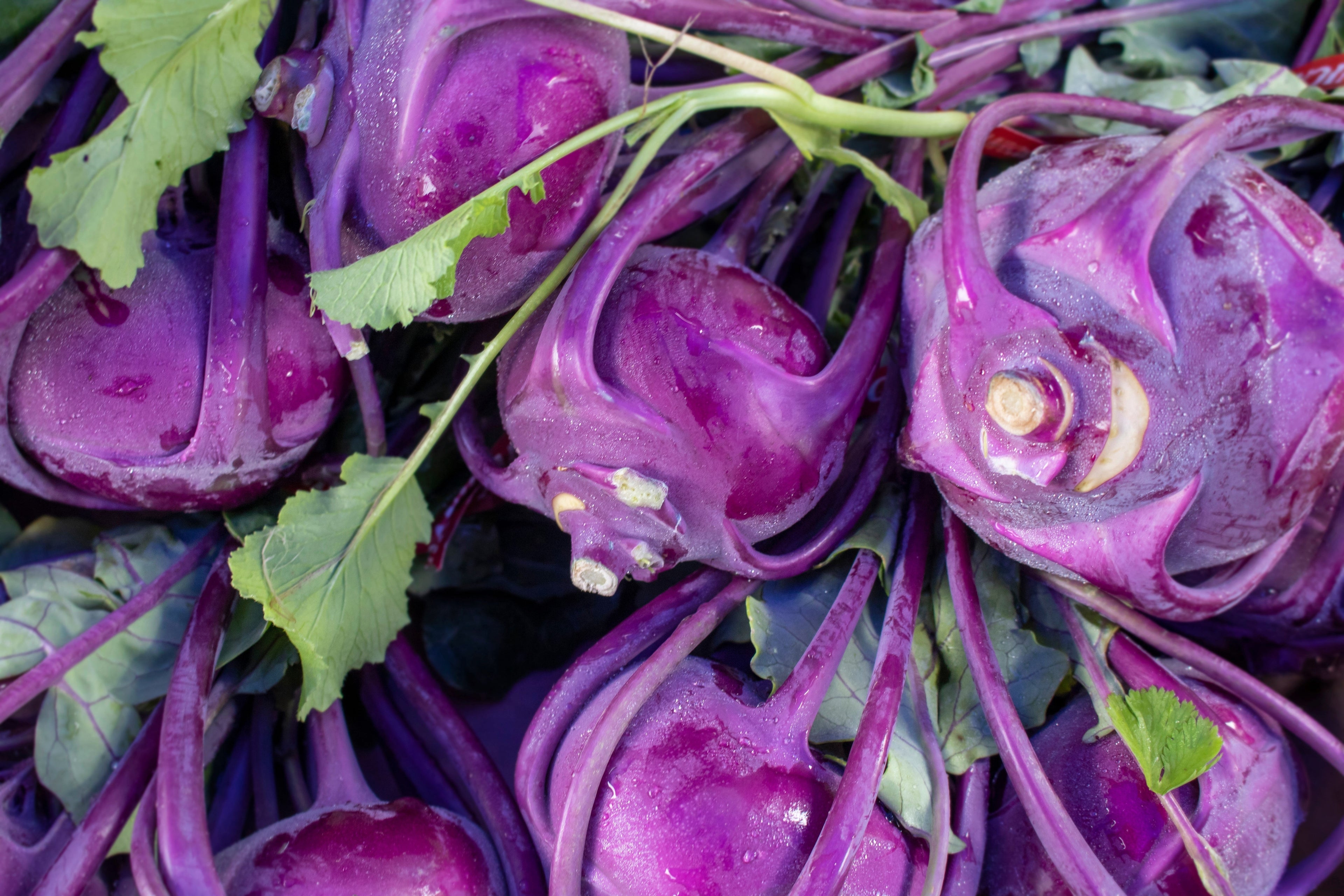 2000 PURPLE VIENNA KOHLRABI Brassica Oleracea Gongylodes Vegetable Seeds