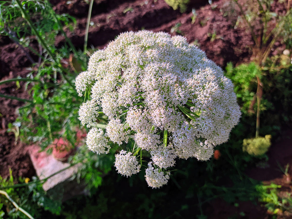 50 FEMALE GINSENG Dong Quai Chinese Angelica Sinensis Herb White Flower Seeds