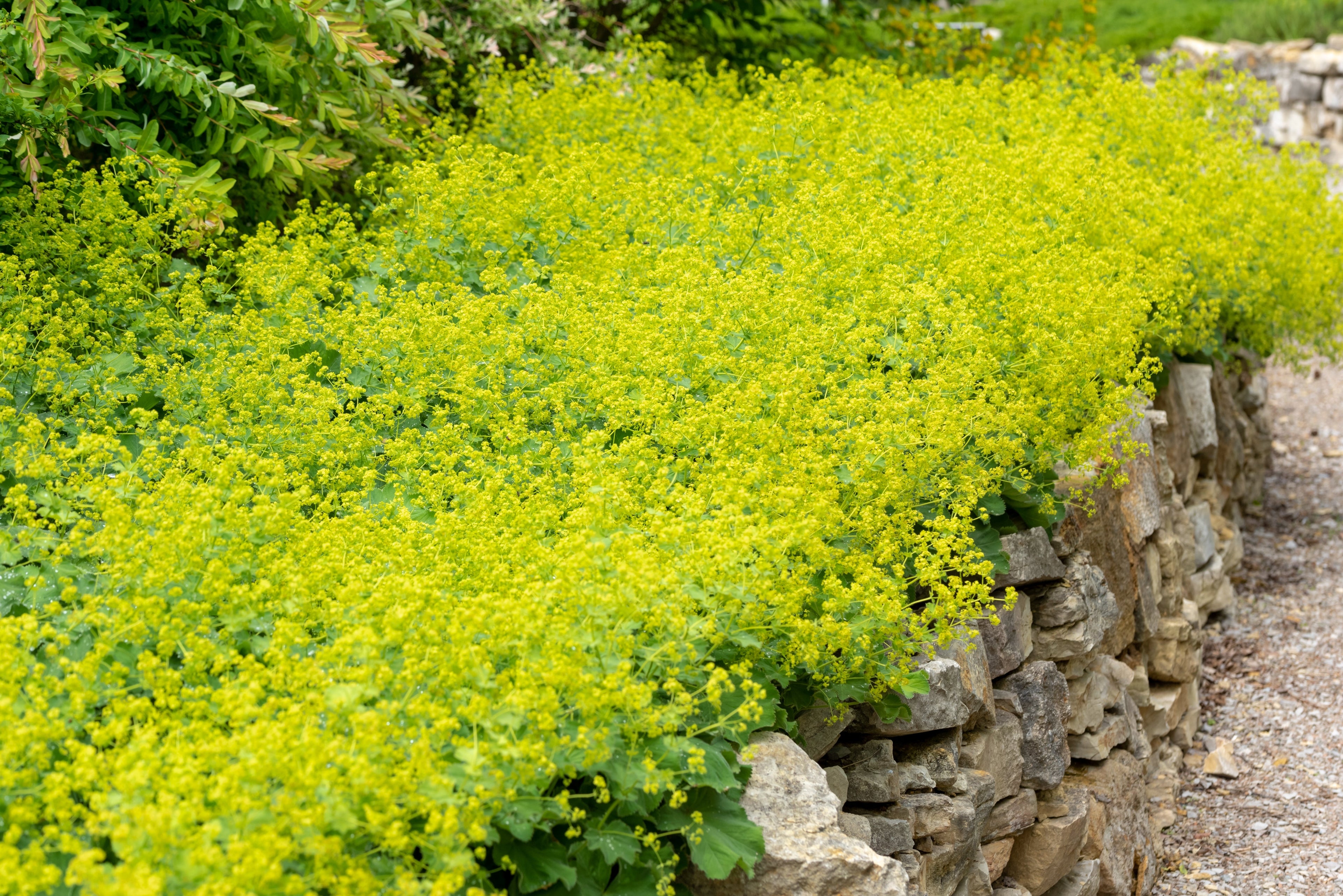 100 LADYS MANTLE Alchemilla Mollis Flower Seeds