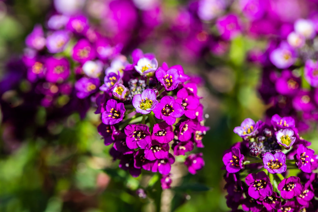 100 EASTER BONNET ALYSSUM Lobularia Maritima Bright Violet Purple Flower Seeds