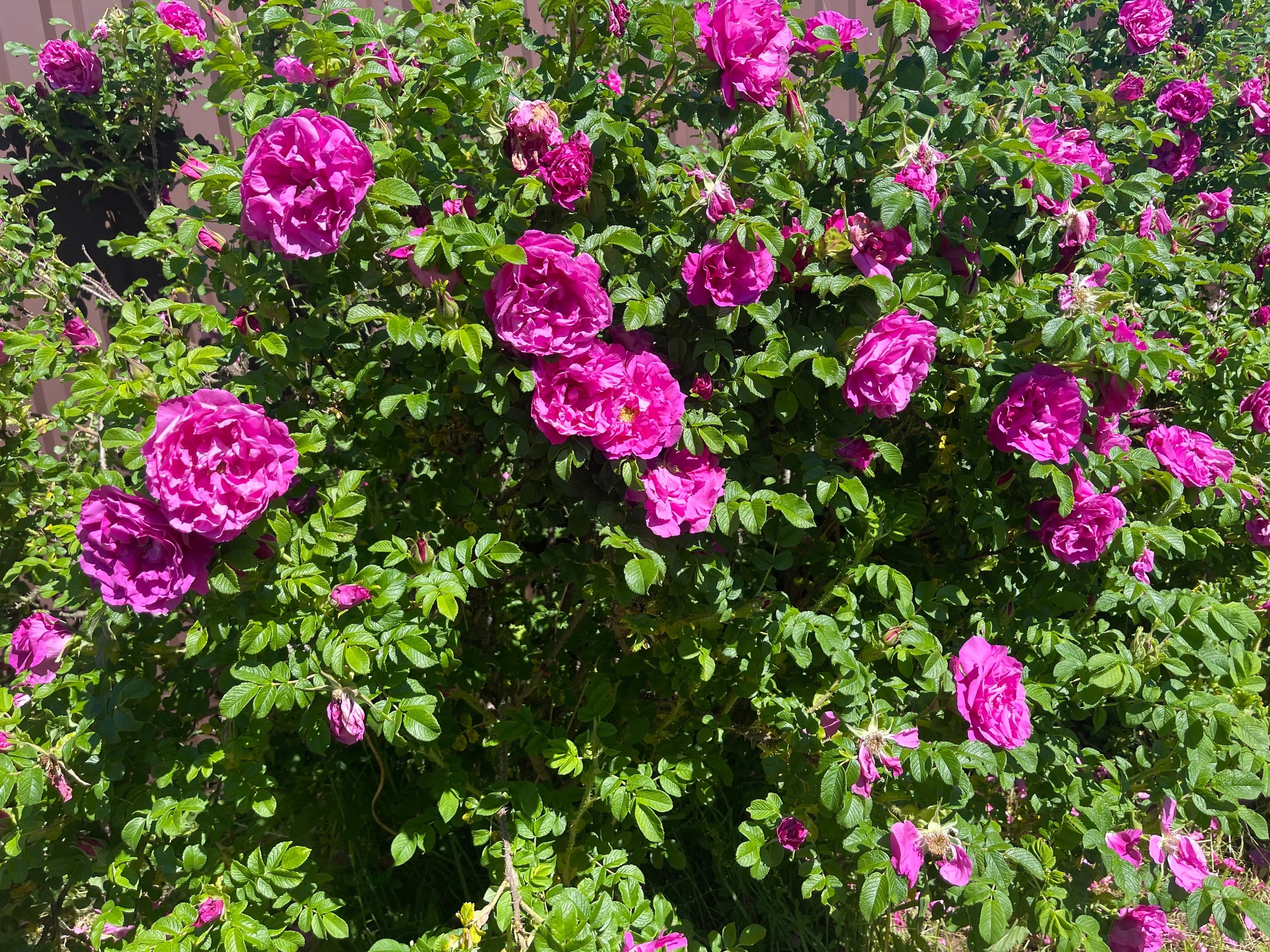 30 JAPANESE RED ROSE Bush Rosa Rugosa Rubra Rugrose Fragrant Flower Seeds
