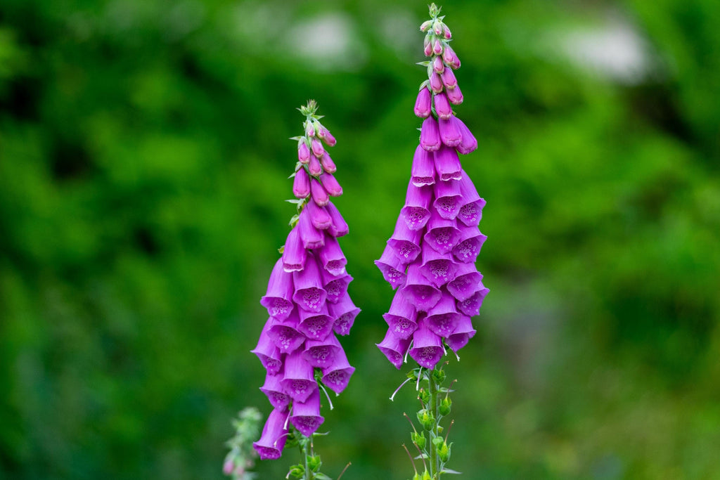 1000 PURPLE FOXGLOVE Digitalis Purpurea Flower Seeds