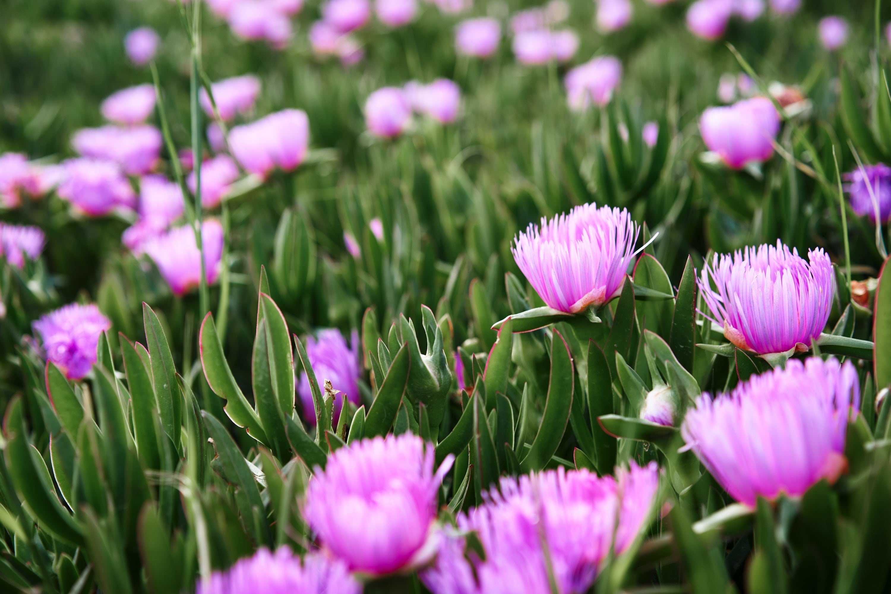 25 Table Mountain ICE PLANT Magenta Fuchsia Delosperma Cooperi Perennial Pink Carpet Flower Seeds