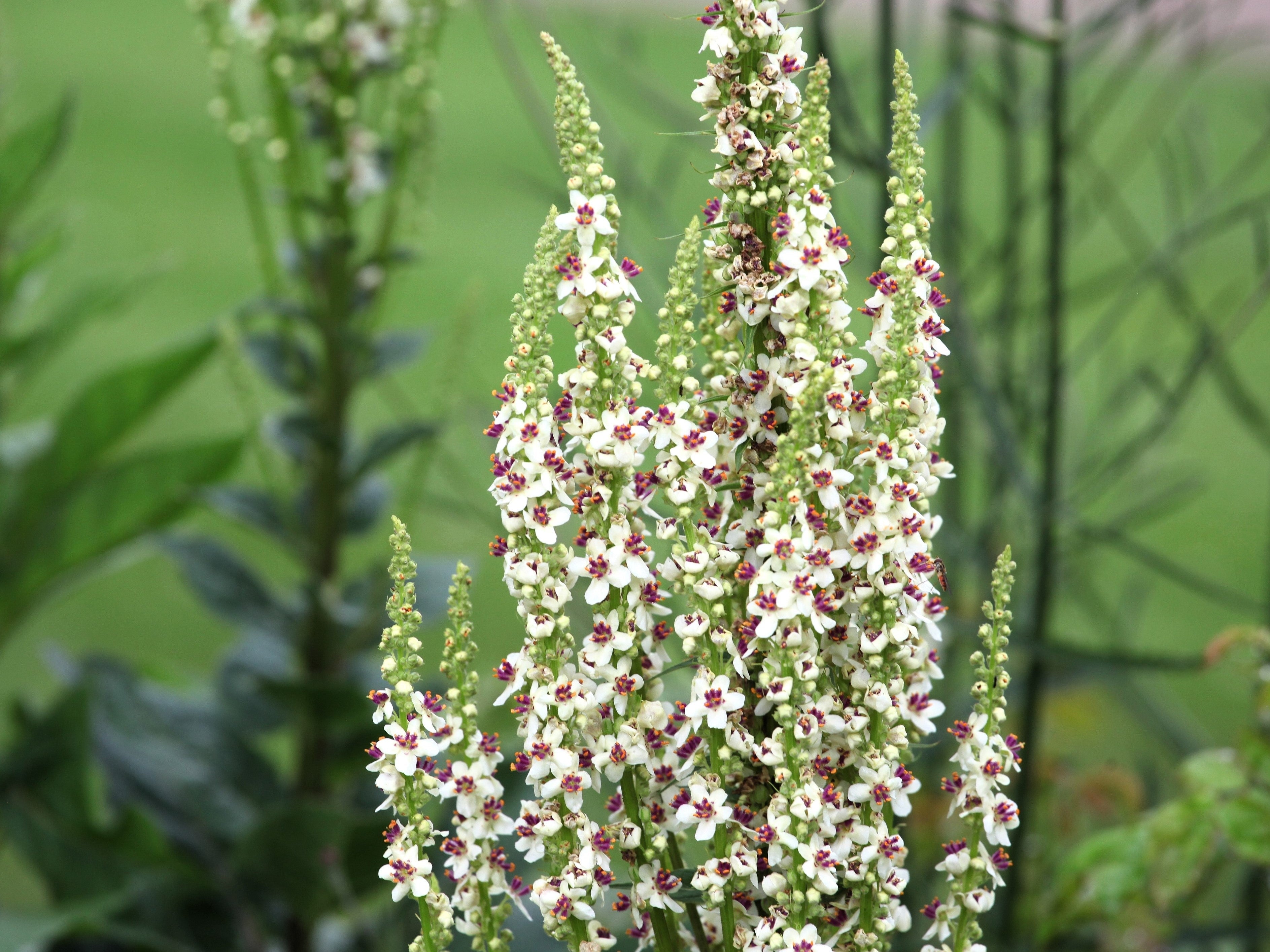 100 MIXED COLORS VERBASCUM Verbascum Phoeniceum Flower Seeds